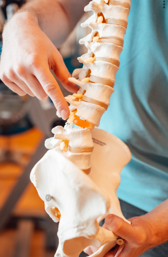 Foto van een therapeut in een blauw shirt wijst naar een model van een wervelkolom om hernia-pijn te ontwijken.